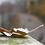 Bere