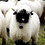 blacklamb