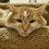 Joseph_Stacklin
