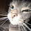 Ozzy_archy