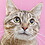 PET_PICTURES_AND_VID