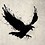 raven6290