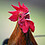 Rooster