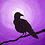 wrenfeatherx